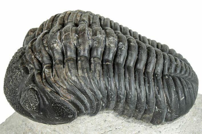 Pedinopariops Trilobite - Mrakib, Morocco #287699